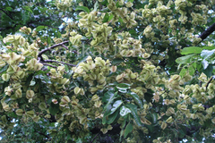 Terminalia alata